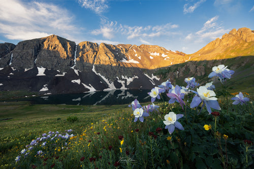 Alpine Bloom