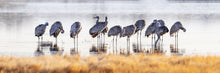 Load image into Gallery viewer, Delightful Siege of Cranes