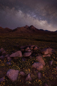 Scattered Poppies