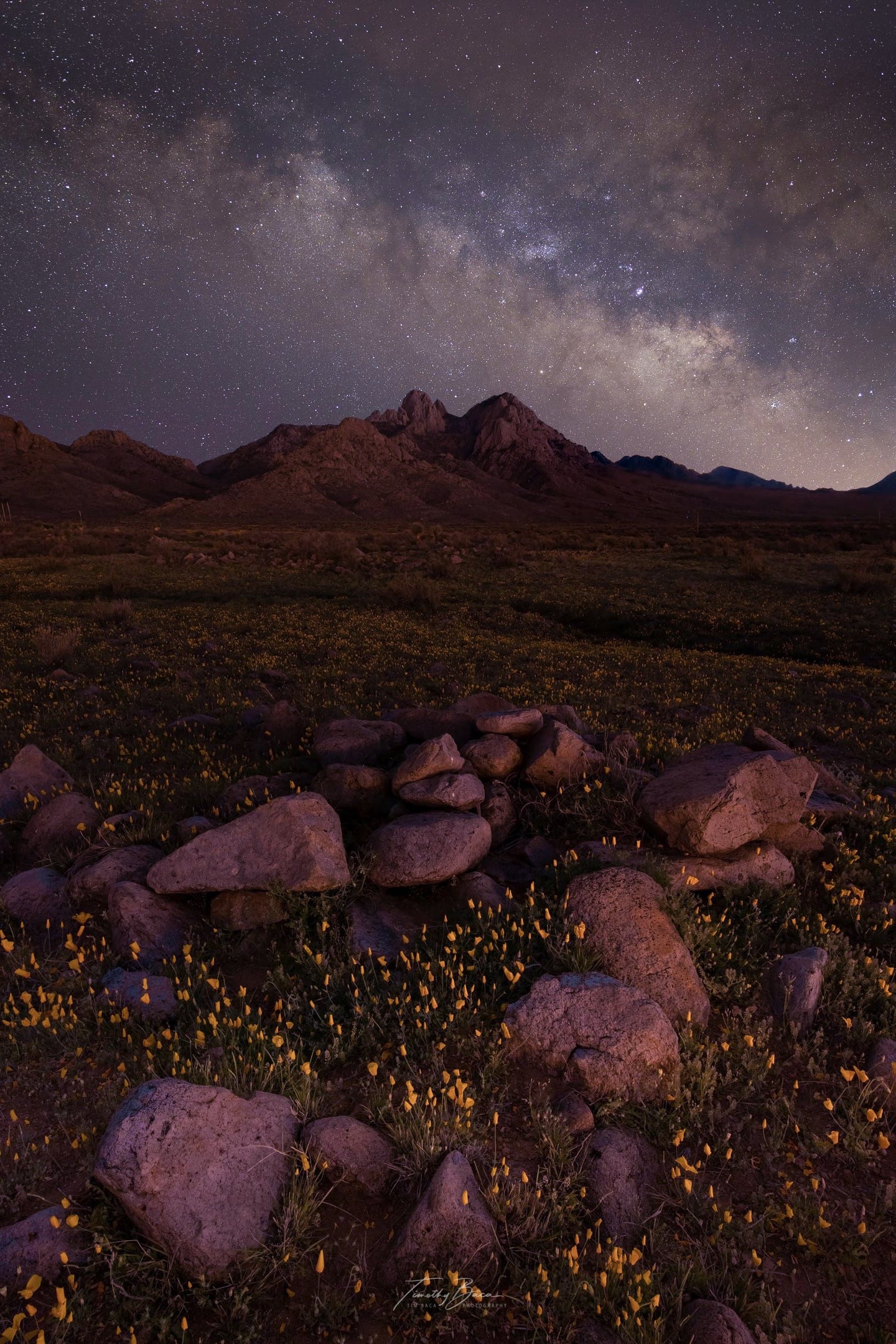 Scattered Poppies